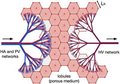 Hierarchical Modeling of the Liver Vascular System